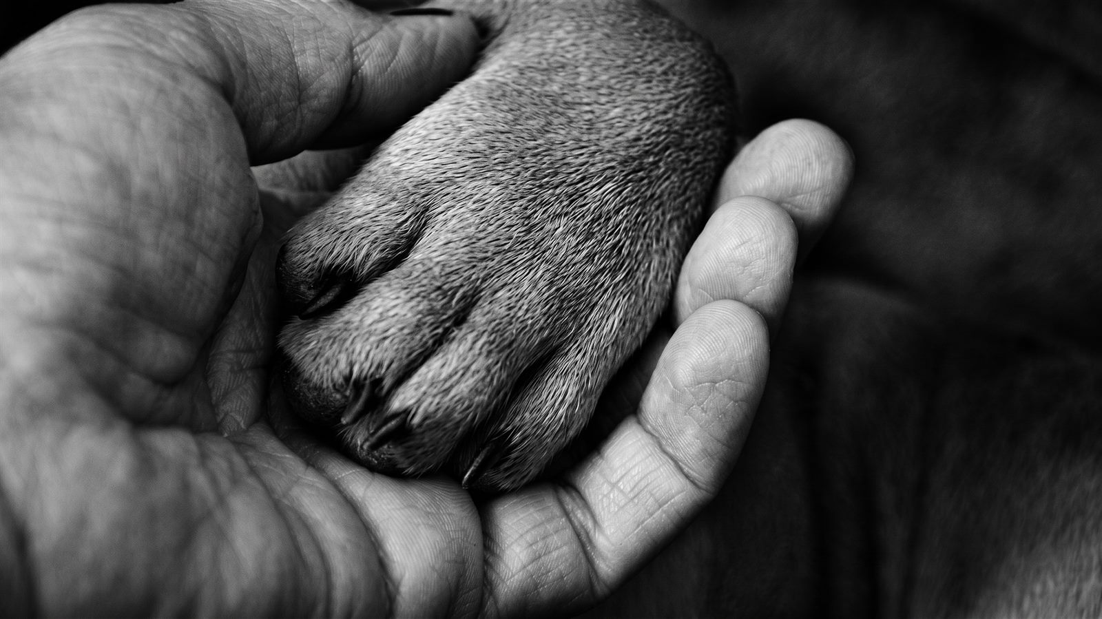 A hand gently holding a puppy's paw