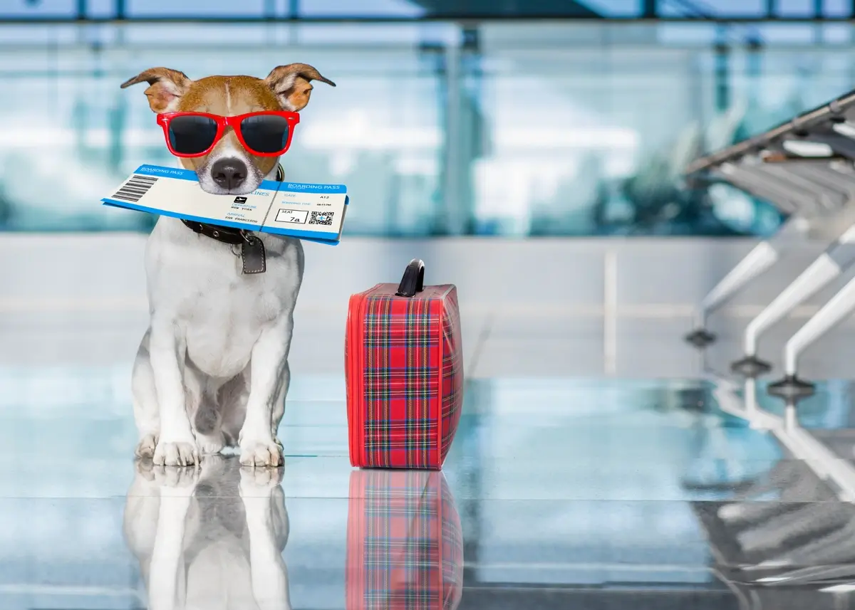 A dog in red sunglasses holds an airline boarding pass beside a plaid suitcase